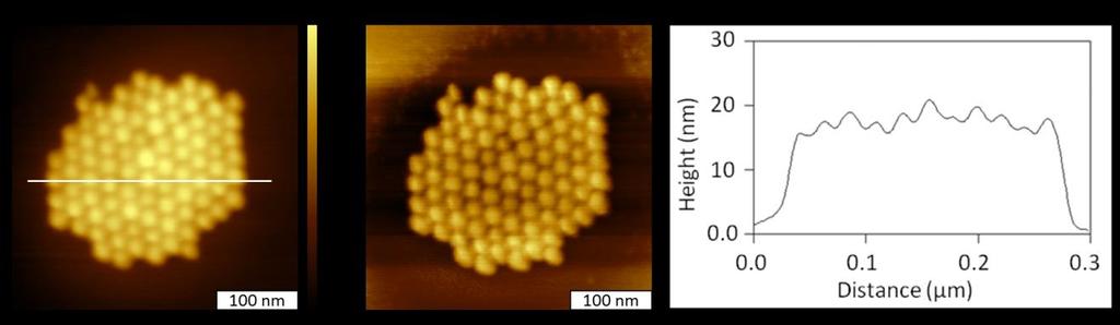 nanoparticles are quite uniform, measuring 18 nm in height, referencing the mica surface as a baseline (Figure 4.7c).