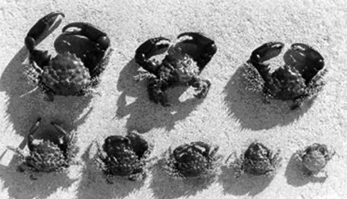 Fig. 5. Effect of stocking density on juvenile culture. Mithraculus forceps adults (photographed by Gil Penha- Lopes), c = -0.03, and d = 7.5x10-4 for 3395 crabs/m 2, b = -4.69, c = 0.14, and d = -3.