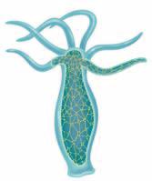 Figure 6 Examples of Invertebrate Nervous Systems Hydra Flatworm Grasshopper Eyespot Primitive brain Ventral nerve cord Brain Nerve cells form nerve net Nerves Nerve cord Nervous Systems The nervous