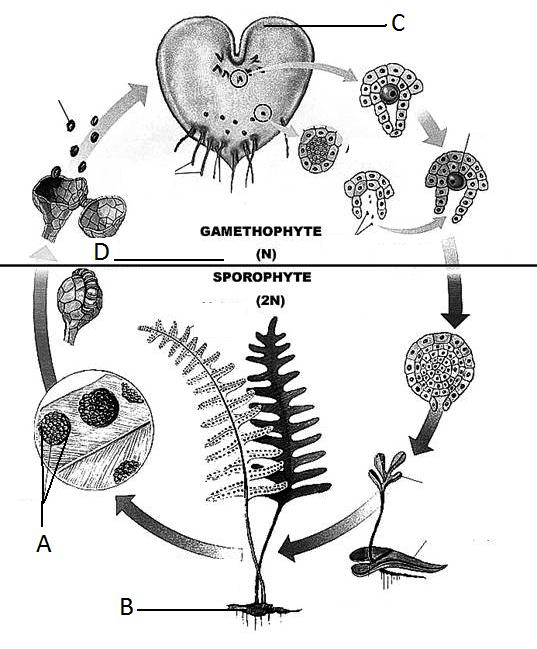 Lifecycle of a Fern: 10. In the lifecycle above, the structure marked A is : a) a sorus b) a single sporangium c) a capsule d) a megaspore mother cell 11.