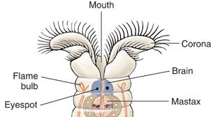 central area (below corona) has sensory bristles & mouth - all have a fibrous epidermis layer; some secrete cuticle C. Internal Features 1.