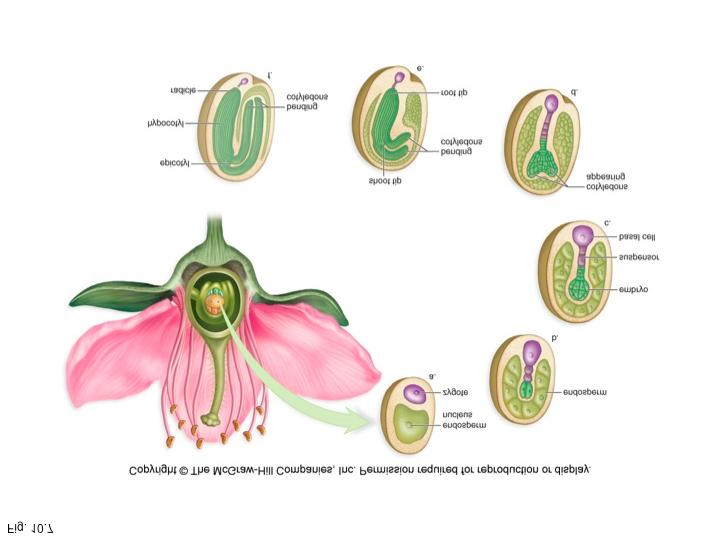 17 In seed plants, a small spore that develops into the sperm-producing male ; pollen grain.