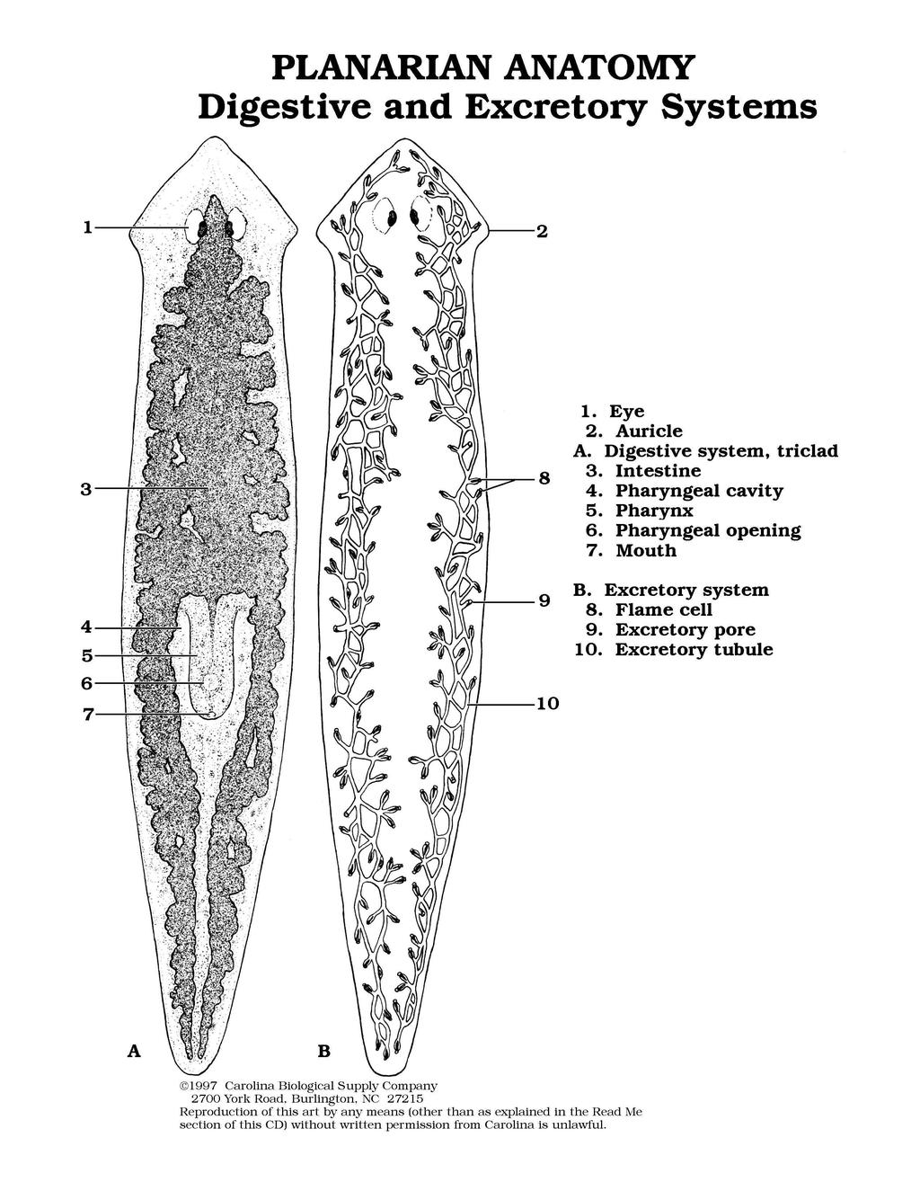The class Trematoda is represented by many parasites such as the human liver fluke (Clonorchis sinensis) and the sheep liver fluke (Fasciola hepatica).