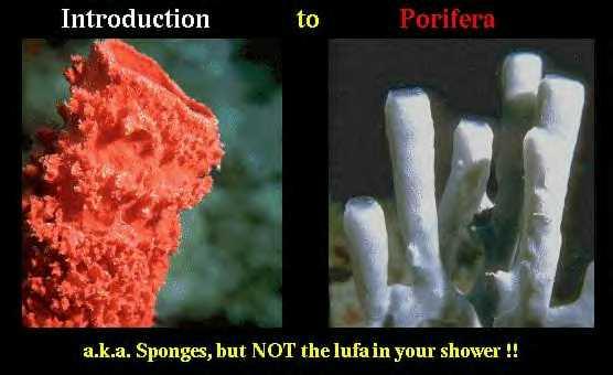 Animal Phyla Phylum Porifera (Sponges): Simplest multicellular animals Don t t look or