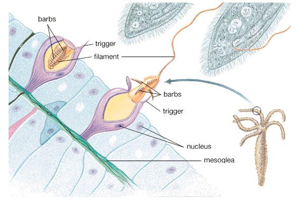 Nematocysts: stinging organelles Unique to Cnidarians Cnidocyte Coiled filament with barbs