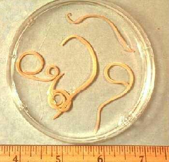 Animal Phyla Phylum Nematoda (Roundworms): Super-abundant in muck and soils Move by