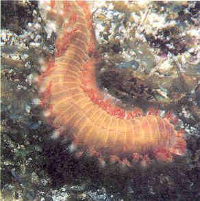 Class Polychaeta: Marine Worms > 10,000 spp.