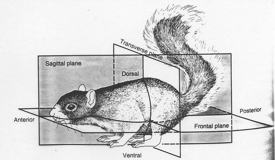 Animal Characteristics Anatomical Terms: