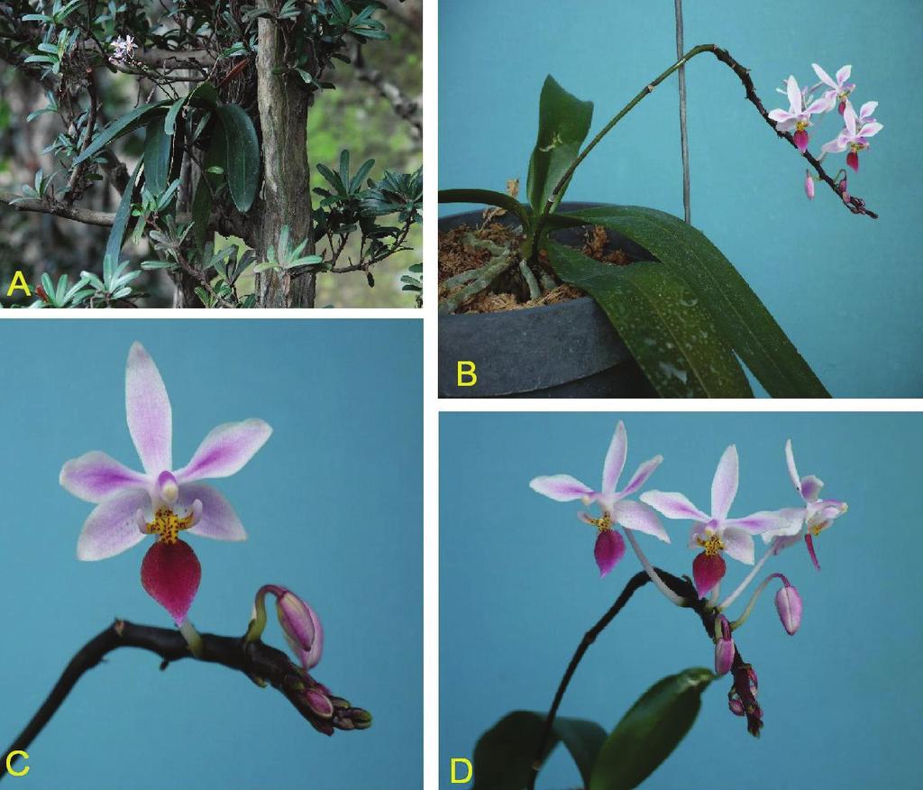 Taiwania Vol. 55, No. 4 Fig. 3. Phalaenopsis equestris (Schauer) Rchb. f. from Hsiaolanyu. A: Plants in situ.