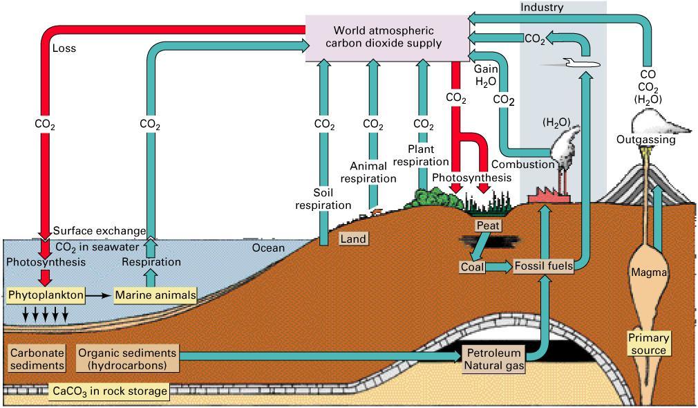 The Carbon Cycle Carbon exchanged between the