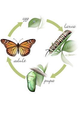 Discussion Why might it be advantageous for insects to have complete metamorphosis? Fig.