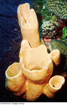Porifora - sponges Sponge Anatomy (water flow out of