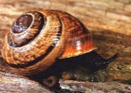 Mollusca Diversity 2 nd most diverse animal group: 93,000 species Gastropods 80% of