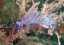 Nudibranchs The Blue Dragon, Pteraeolidia ianthina, has a symbiosis with dinoflagellates.
