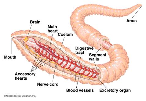 cavity) Organ systems are more fully developed Decomposers and Parasites (a) Coelomate