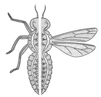 Major groups: Crustaceans Myriopods Arachnids