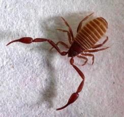Ticks scorpions Horseshoe