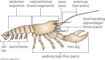 Isopods Lobsters Crayfish