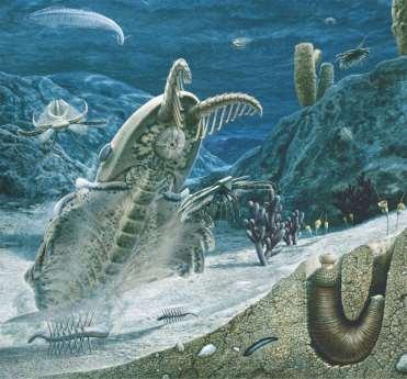 Paleozoic Era (542 251 Million Years Ago) The Cambrian explosion Marks the earliest fossil