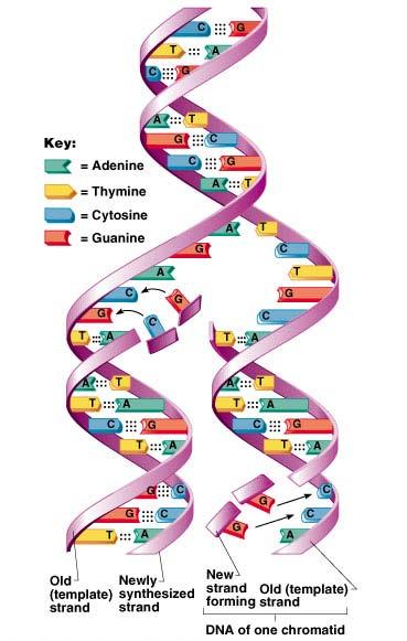 DNA Replication Genetic material duplicated and readies a cell for division into two cells Occurs