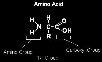 Important Organic Compounds
