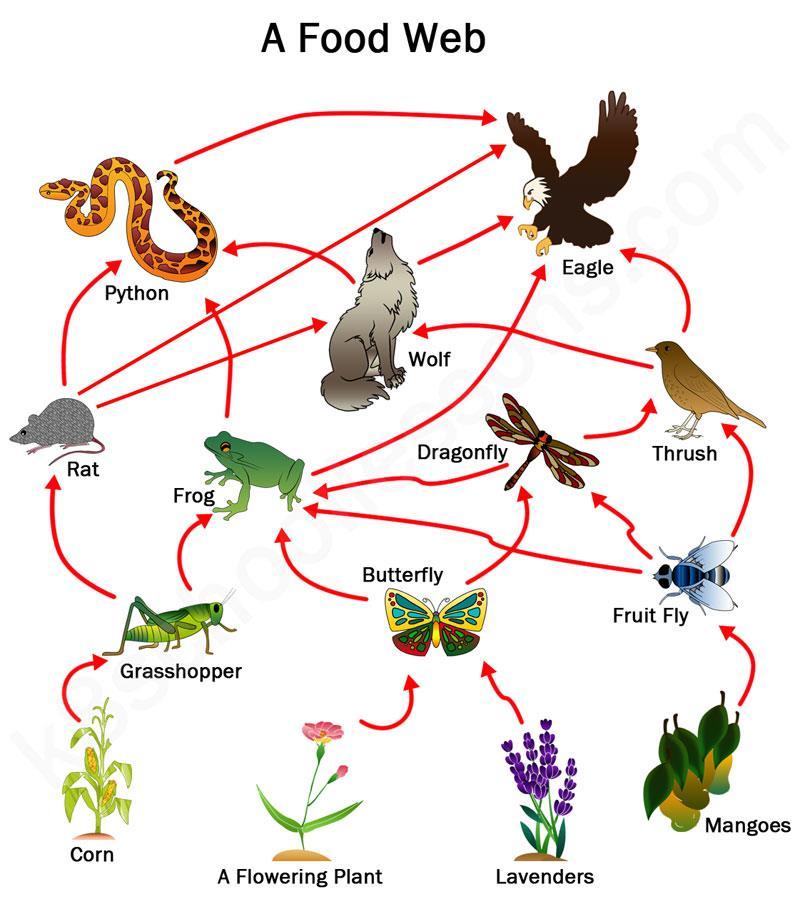 Food Webs in an Ecosystem A food web consists of all the food chains in a single ecosystem. Each living thing in an ecosystem is part of multiple food chains.