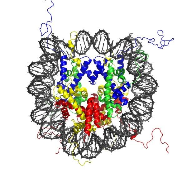 Nucleosome Structure Nucleosome crystal structure Luger1997a Nucleosome core particle: 147 base pairs of DNA wrapped around a histone octamer consisting of two times of each histone: H2A, H2B,