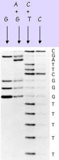 Chemical Sequencing by Maxam & Gilbert 1 Uses radioactive labeled DNA fragments of 500 bp. 2 Four separate chemical treatments generate DNA breaks at the positions: G, A+G, C, C+T.