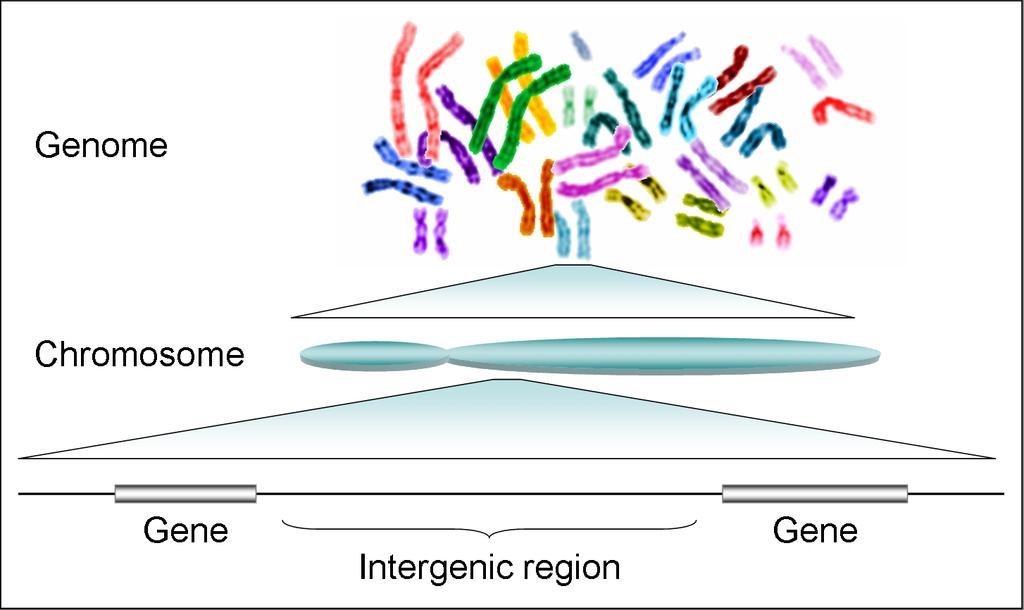 From Genomes to Genes Day 1, Sequence Alignments and Searching