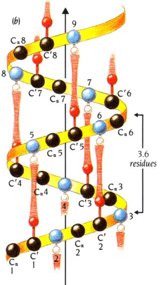 Secondary structure - α-helix Carbon Nitrogen Oxygen