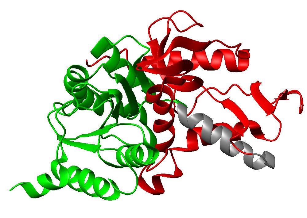 Lactate dehydrogenase Domains From