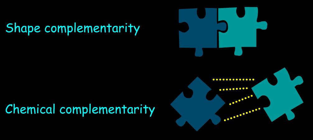 Molecular Complementarity in Computational Docking Computational docking exploit the concept of molecular complementarity.