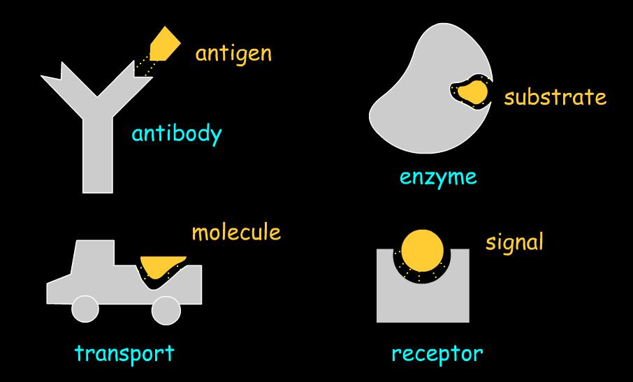 Molecular Recognition, Molecular Docking Molecular recognition is the ability of biomolecules to recognize other biomolecules and selectively interact with them in order to promote fundamental