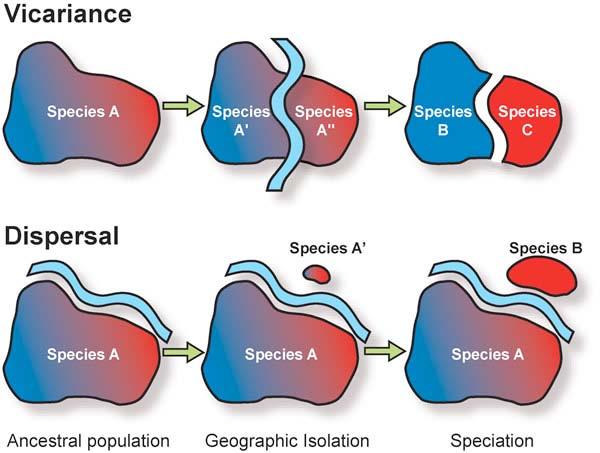 Dispersal Species A Species B Ancestral population Geographic isolation Speciation The role of dispersal in biogeography is different.