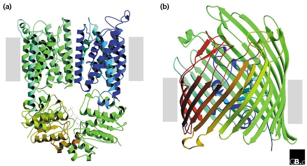 Typical Alpha-Helical and Beta-Barrel Proteins BtuCD Vitamin B12 Transporter