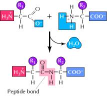 Proteins Are Polymers of Amino Acids Peptide Bond Formation Amino Acid central carbon atom to