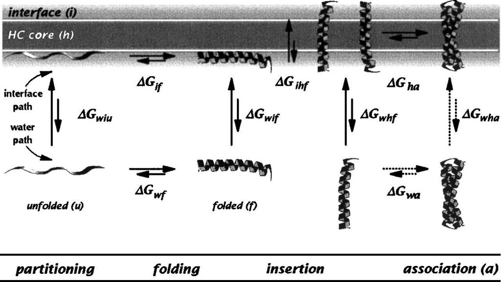 Membrane Protein Insertion and Folding From