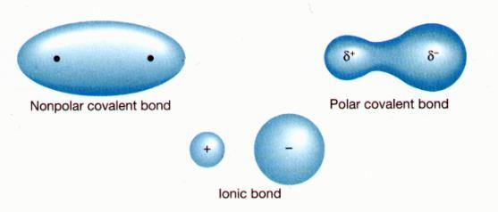 different electronegativity Electrons are shared