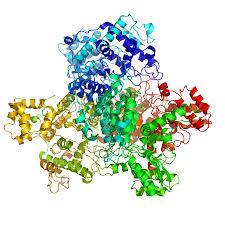 How Enzymes Work Enzymes are proteins that serve very important functions in an organism One of