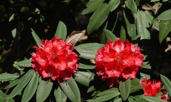 ! Rhododendon arboreum: (February from March-May)