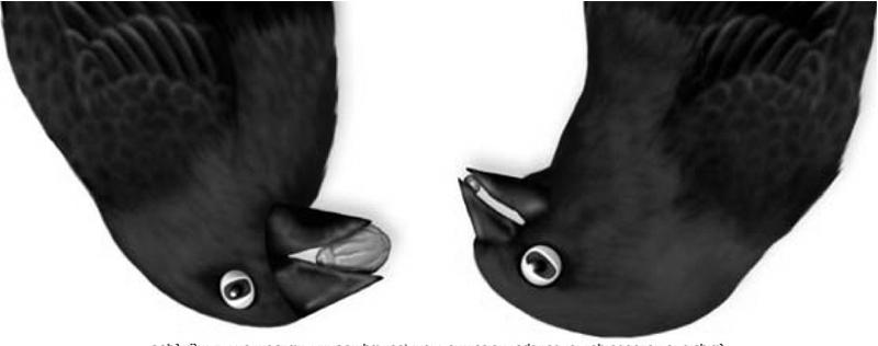 small beaks in black-bellied