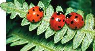is changing. Then write a function that models the data. Use your function to predict the ladybug population after one year.