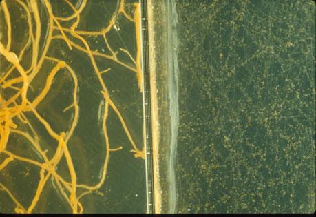An extraradical AM mycelium appears as a simple structure made of coenocytic multinuclear hyphae growing 3-dimensionally through the soil while older hyphal segments are being emptied of their