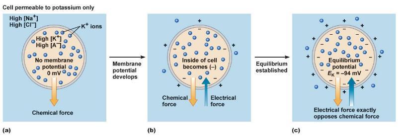 Chemical potential drives force from inside to outside and Electrical potential drives force from outside to inside, but once we reach equilibrium, both chemical and electrical forces are in