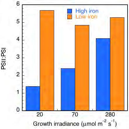 Effect of iron on PSII:PSI ratio T. Weissflogii (coastal) T.