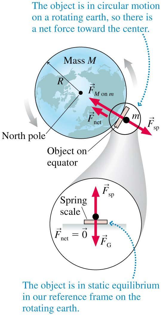 Gravity on a Rotating Earth The figure shows an object being weighed by a spring scale on the earth s equator.