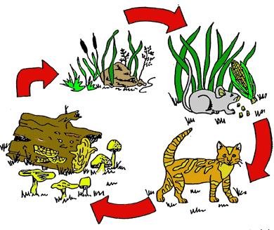 Ecology 1. What is an autotroph? 2. What is a heterotroph? Use the diagram to the right to answer questions #3-11. Green Plant Mouse 3. Where do all the organisms get their energy from?