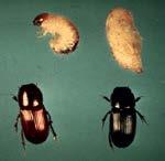 Life history of scarabs in turf species species years larval food adult food JB one