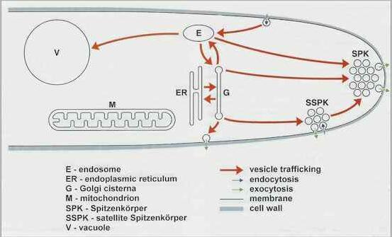 cytoskeletal filaments: Microtubules - composed of tubulin Microfilaments -
