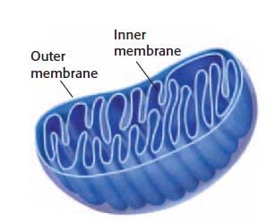 A mitochondrion is the main power source of a cell. A mitochondrion is the organelle in which sugar is broken down to produce energy. Mitochondria are covered by two membranes, as shown in the Figure.